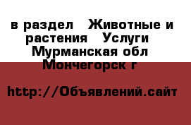  в раздел : Животные и растения » Услуги . Мурманская обл.,Мончегорск г.